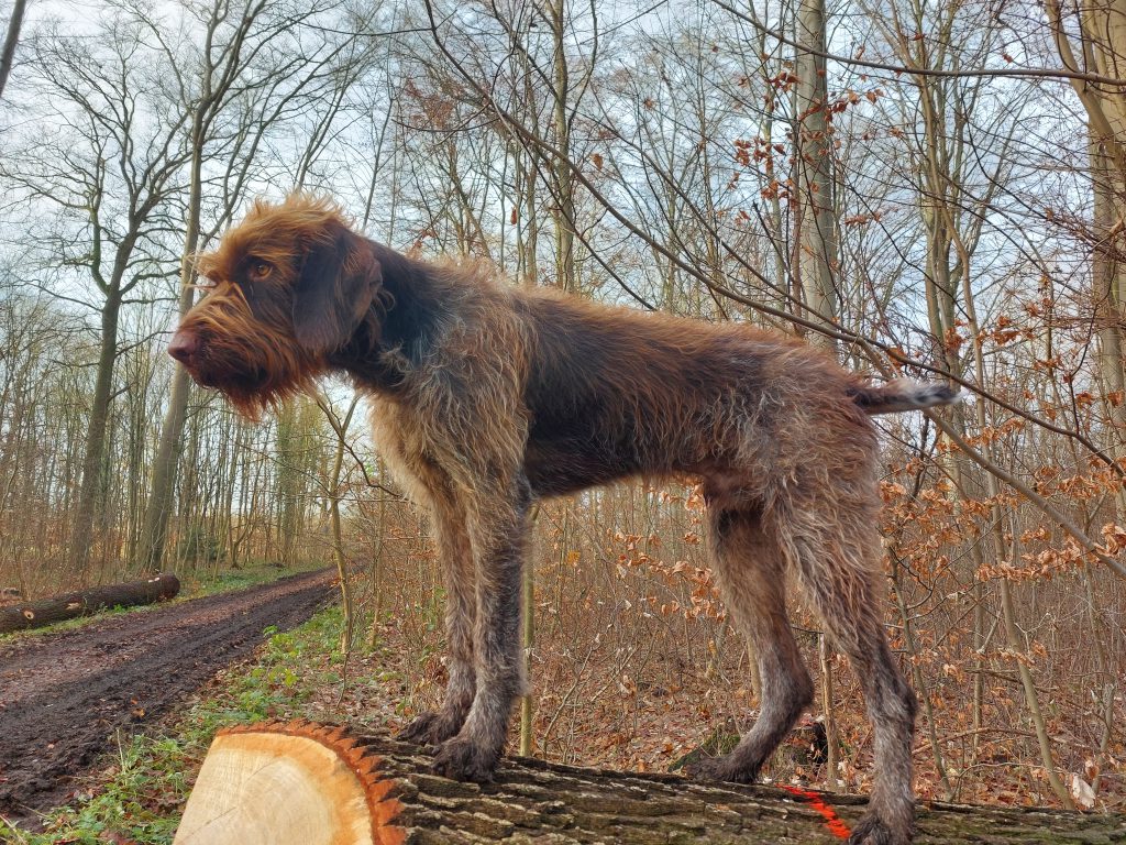 Conradus vom Kanonenturm