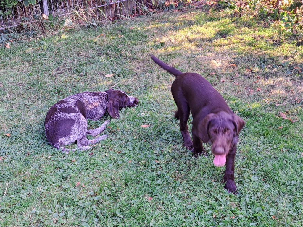 Update vom B-Wurf aus dem Zwinger von den Heiligen Kuhlen, 2 Welpen suchen ein Revier