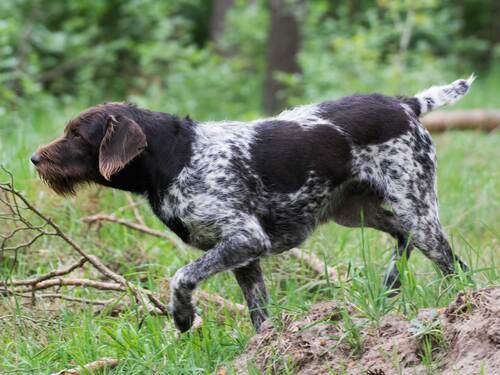Gunna vom Rhinluch, Deutsch-Stichelhaar