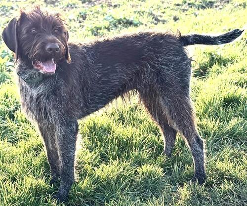 Bohena von den Heiligen Kuhlen